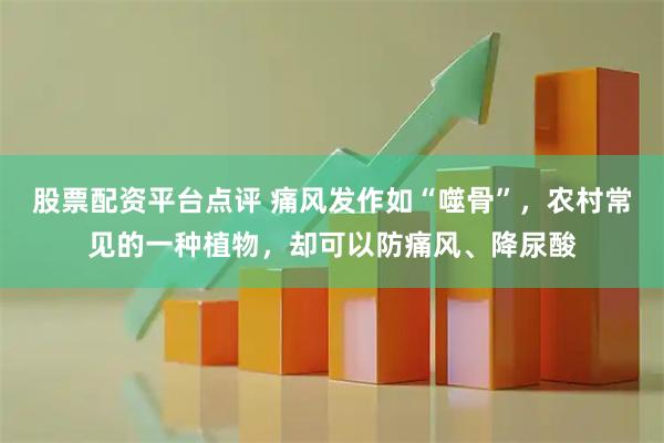 股票配资平台点评 痛风发作如“噬骨”，农村常见的一种植物，却可以防痛风、降尿酸
